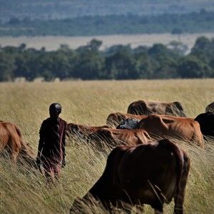 Meet your Posher, Thomas
